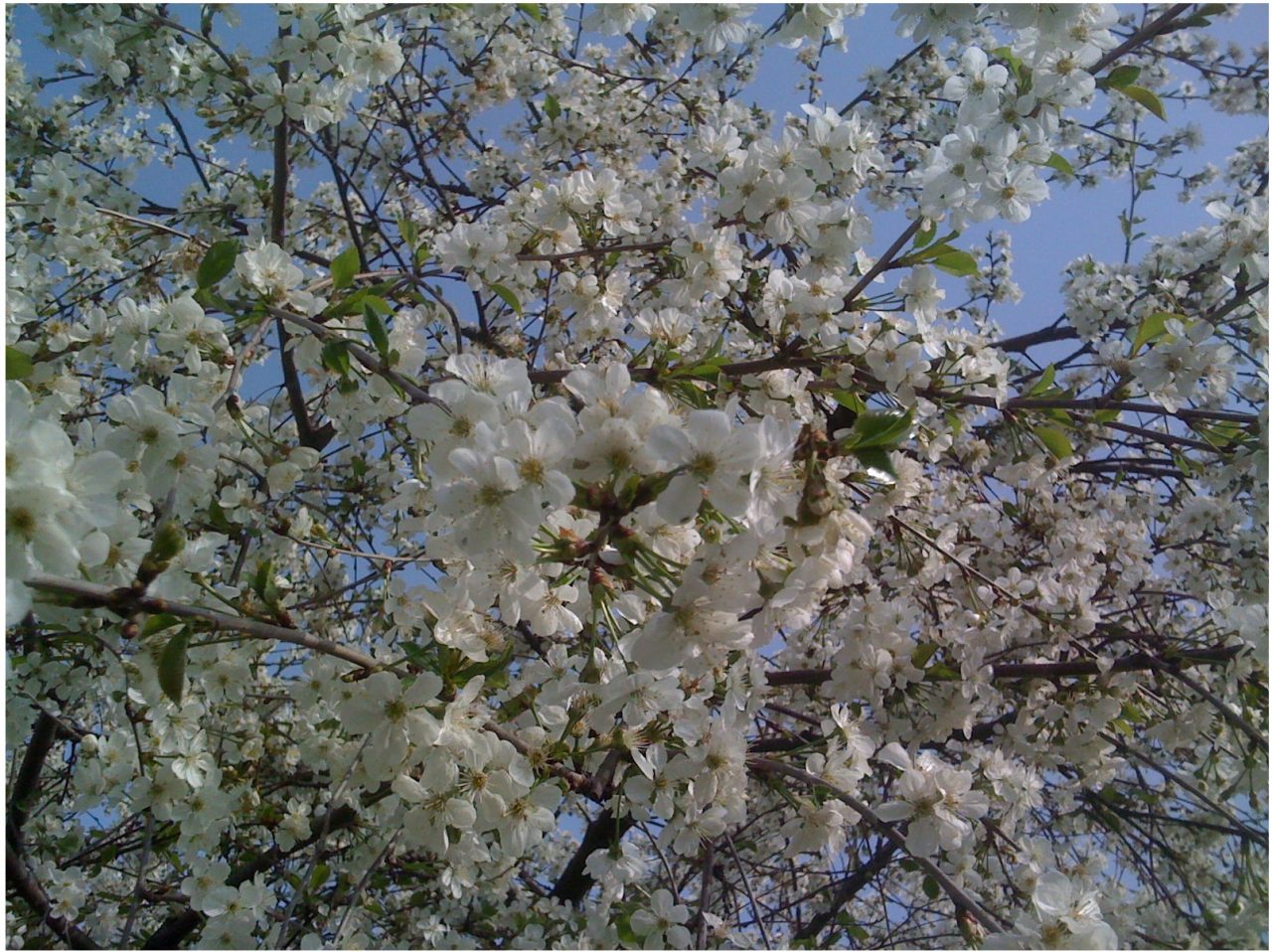 Buttapietra, benvenuta primavera!