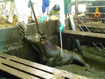 Toro cade in una vasca. Il recupero dei pompieri