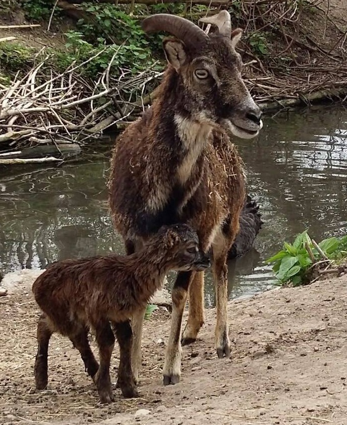 Animali feriti a rischio abbandono