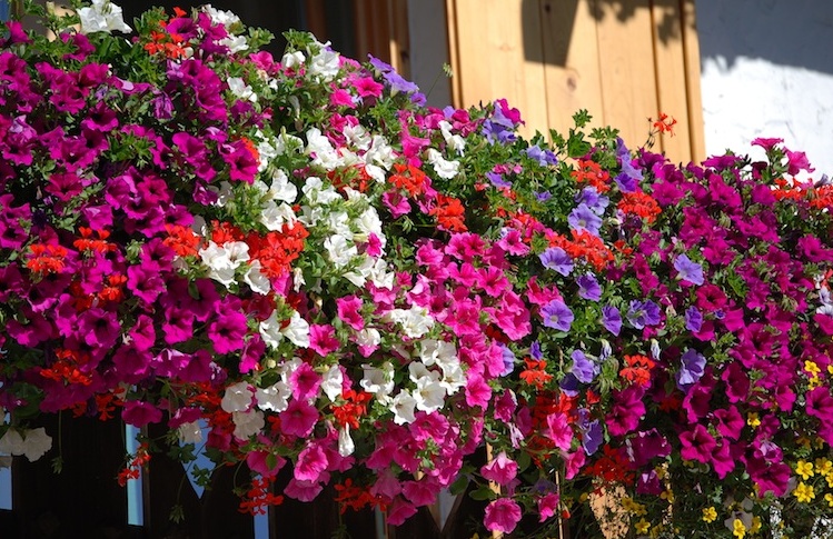 Bussolengo fiorito, numerosi i premi in palio