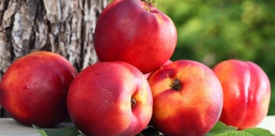 La Pesca a Tavola, oggi si presenta il nuovo progetto