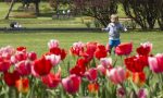 La fioritura più bella d'Italia, è quella del Parco Giardino Sigurtà