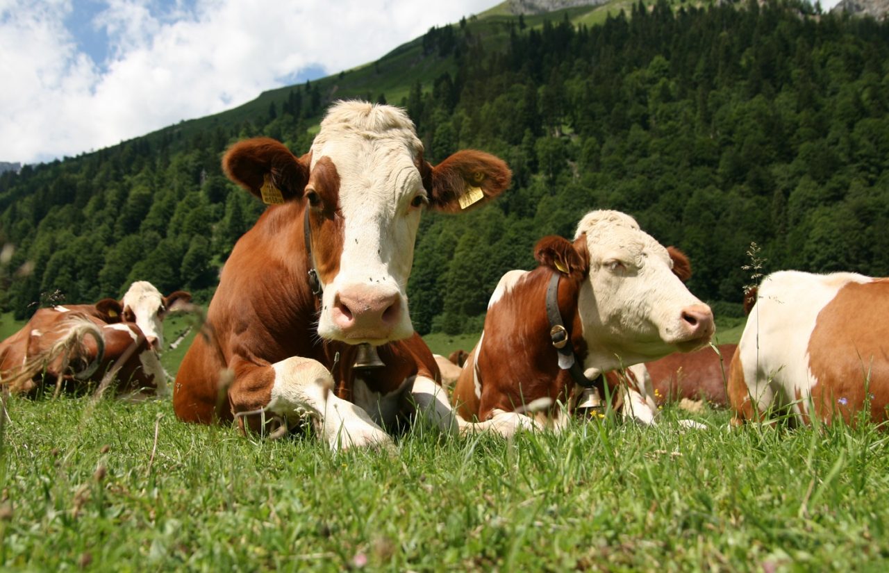 Coldiretti Verona: “Con il caldo in calo la produzione di latte ma nelle stalle ventilatori e doccette”