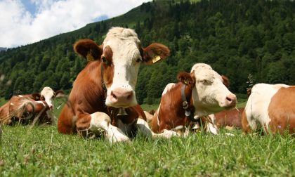 Coldiretti Verona: "Con il caldo in calo la produzione di latte ma nelle stalle ventilatori e doccette"
