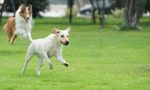 Corso cinofilo per migliorare la relazione con il cane