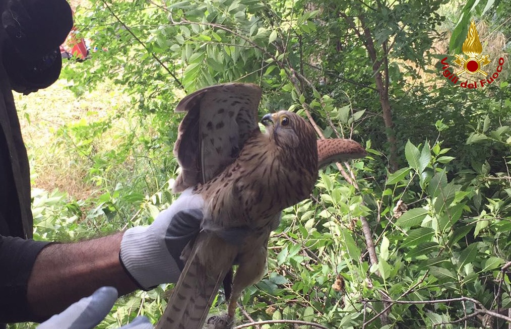 Rapace salvato dai Vigili del Fuoco