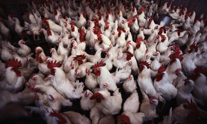 Discarica di polli morti, denunciati i titolari