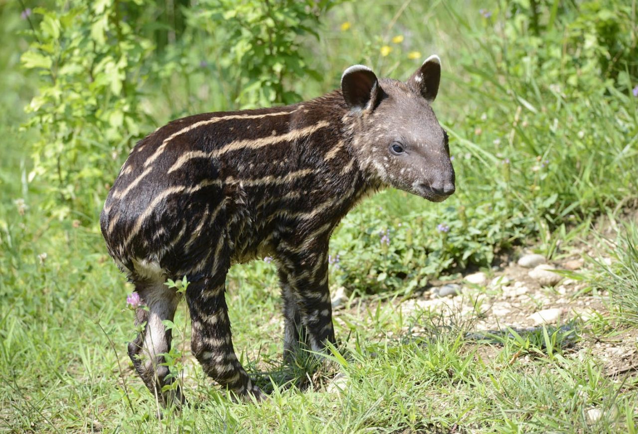 E’ nata Ester, la piccola tapira a strisce
