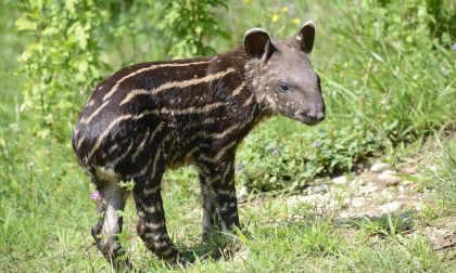 E' nata Ester, la piccola tapira a strisce