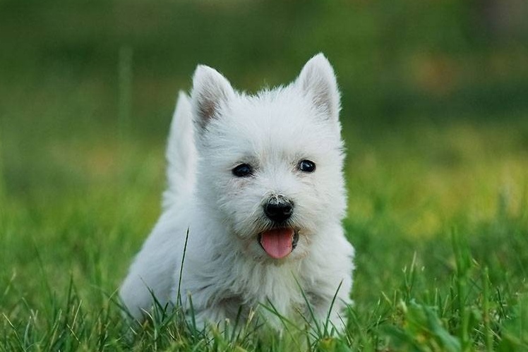 A scuola si insegna che gli animali non sono oggetti, bensì esseri viventi