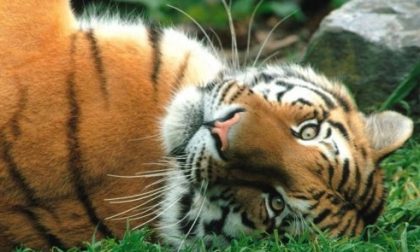 La più grande delle tigri minacciata dal commercio illegale di legname