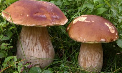 Funghi, all'Ulss 22 attivato un servizio di controllo