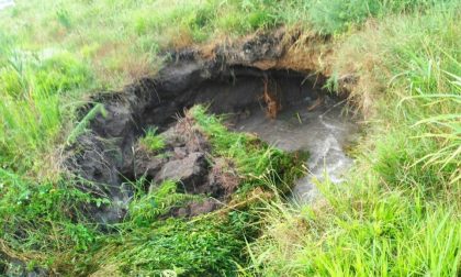 Isola della Scala, scatta l'allarme nutrie