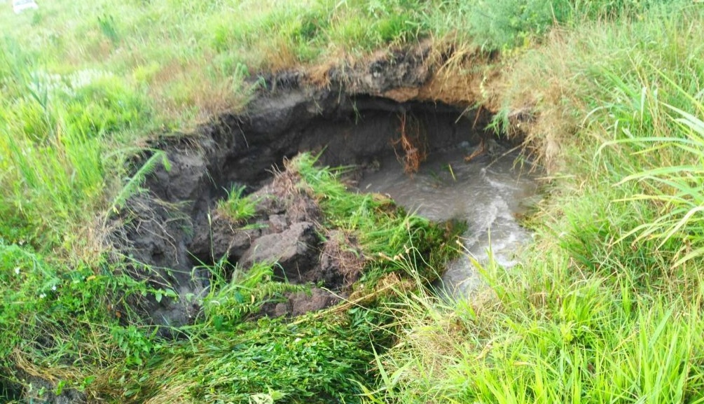 Isola della Scala, scatta l’allarme nutrie