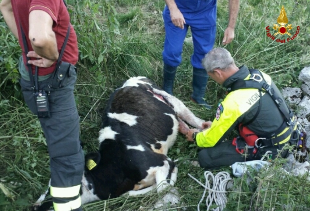 Manza ferita dai lupi, intervengono i Vigili del Fuoco