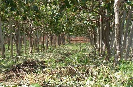 Produzione Kiwi, la regione Veneto stanzia 3 milioni per ripartire