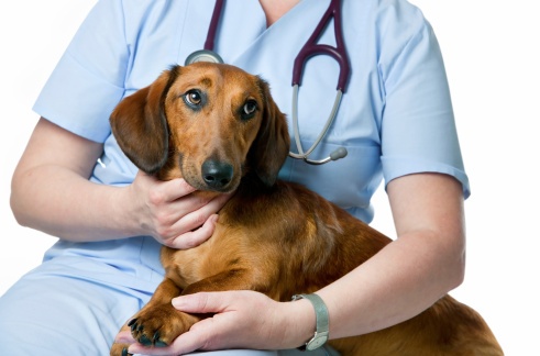 Pronto Soccorso Veterinario: 2 serate formative a Settembre