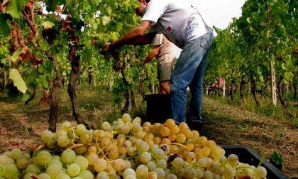 Vendemmia, iniziata la raccolta delle uve