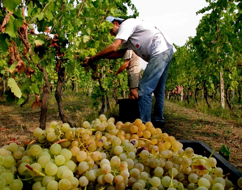 Vendemmia, iniziata la raccolta delle uve