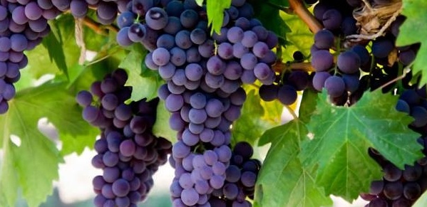 Castelnuovo del Garda, torna la Festa dell’Uva