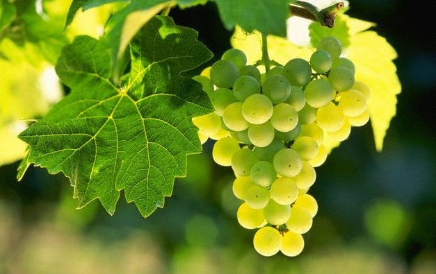 Vini veronesi, Coldiretti Verona: “La siccità preoccupa le produzioni”