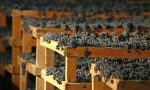 Vendemmia, ridotta percentuale di uve a riposo per Amarone