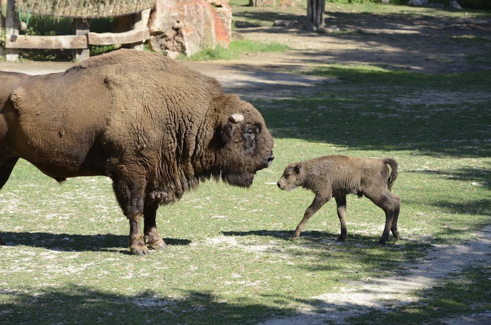 I piccoli nati da specie in via d’estinzione al Parco Natura Viva