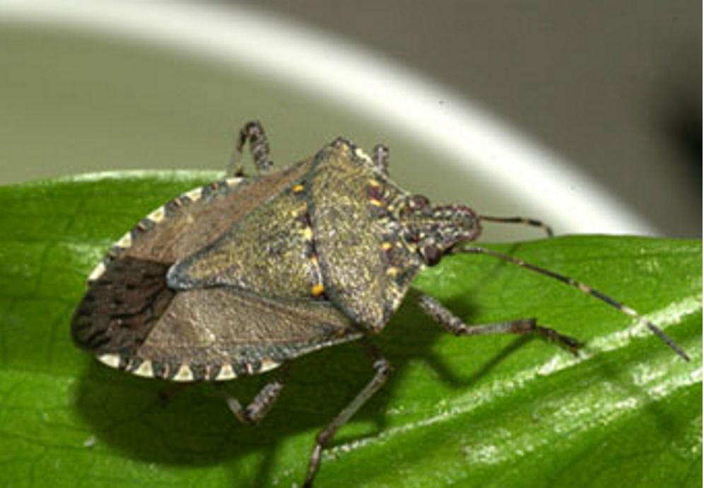 Allarme cimice asiatica per l’agricoltura di Villafranca e Valeggio