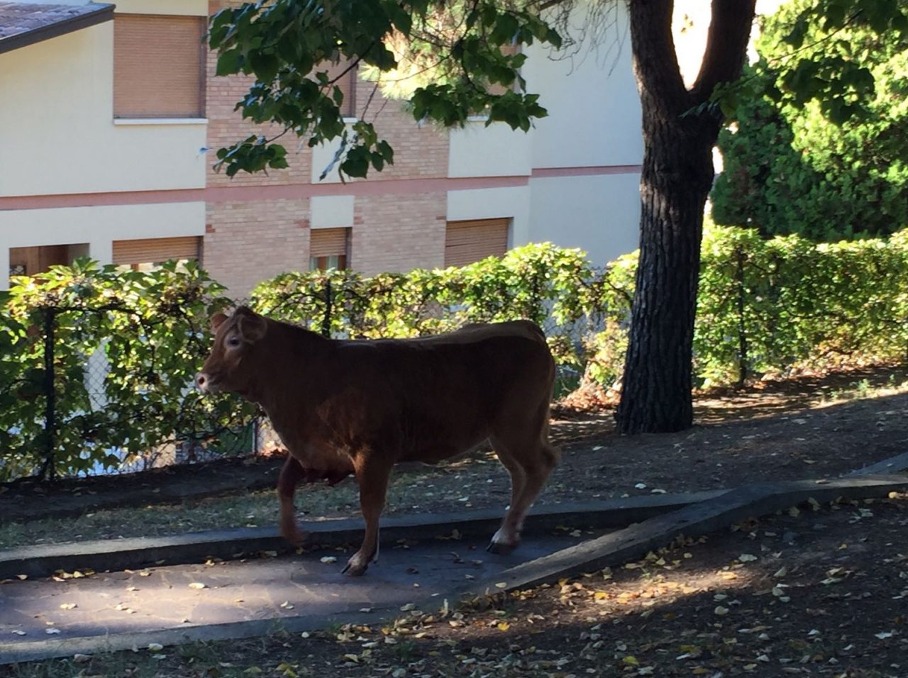 Vitelli girano in pieno centro a Sona