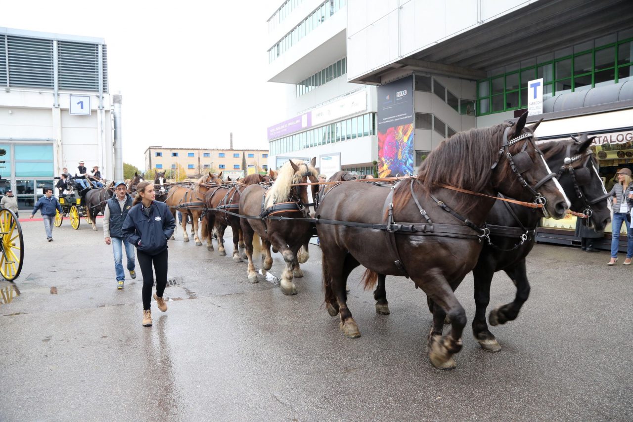 Inaugurata Fieracavalli, un’opportunità anche per il villafranchese