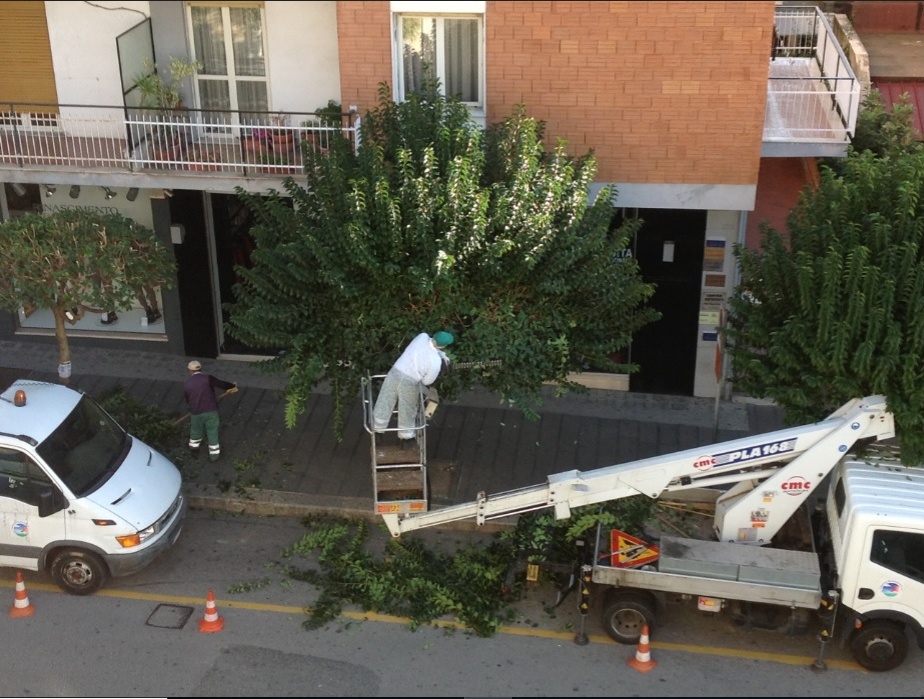 Manutenzione del verde e nuovi alberi a Sona, ecco dove