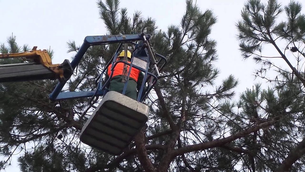Interventi di Amia sugli alberi