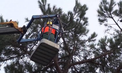 Filovia: deroga al taglio degli alberi durante la nidificazione