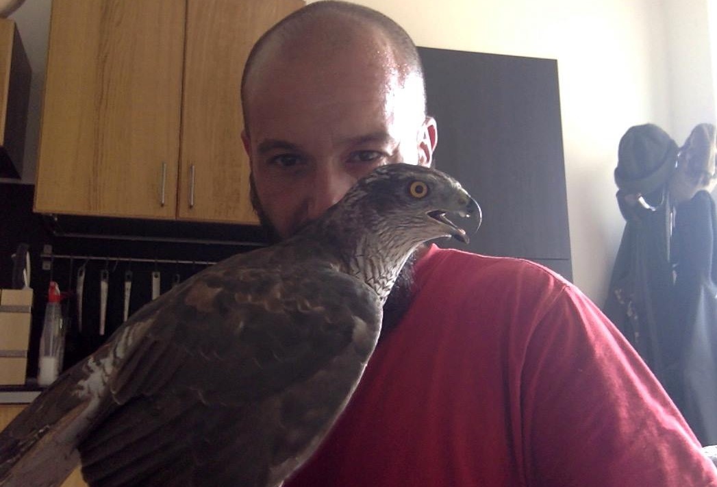 Villafranca, troppi piccioni al cimitero: arrivano i falchi