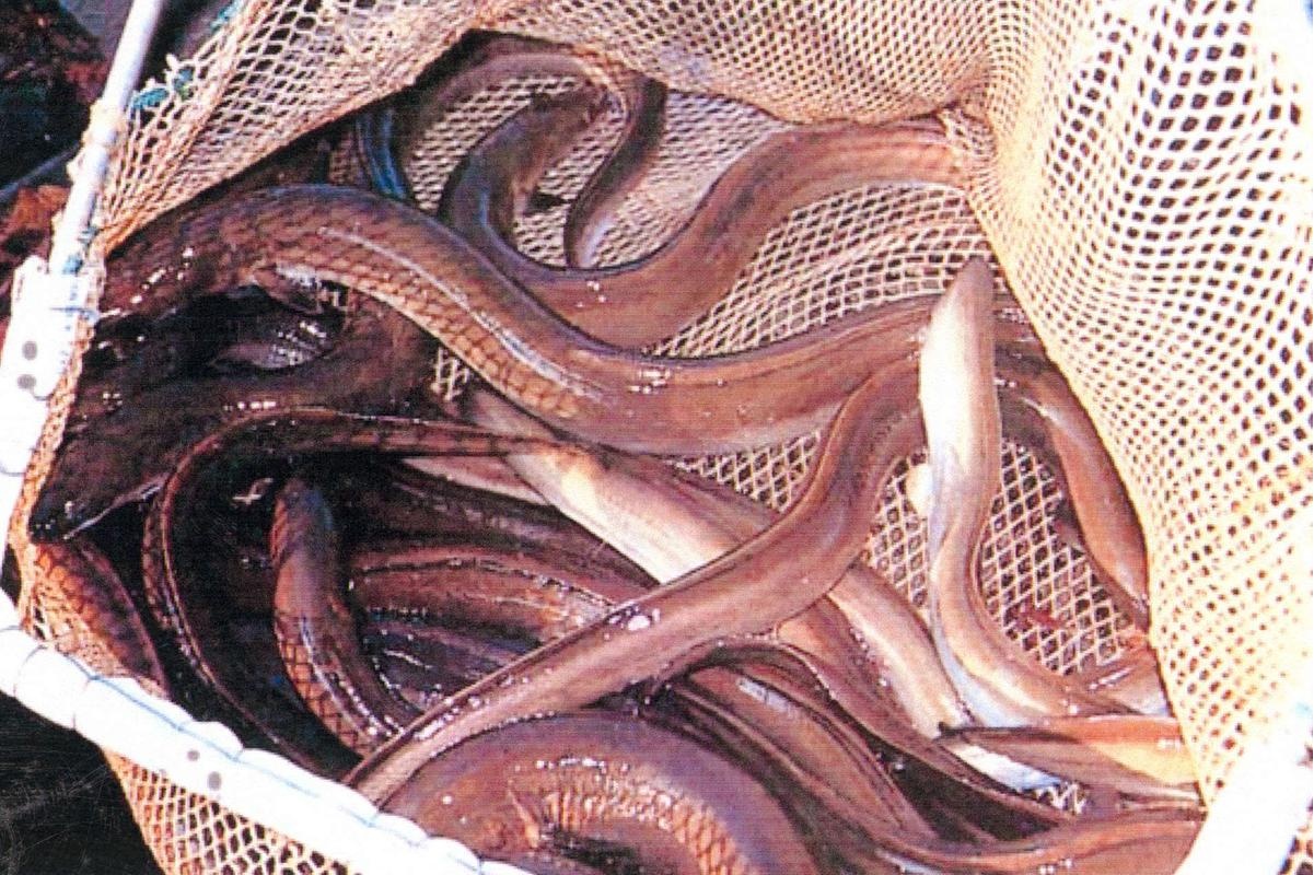 Anguille del Garda vietate per 5 anni, troppa diossina