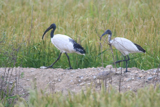Dall’Africa a Mozzecane, avvistato Ibis Sacro