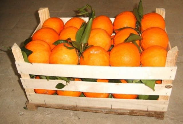 Frutta e verdura in regalo, ecco la nuova truffa