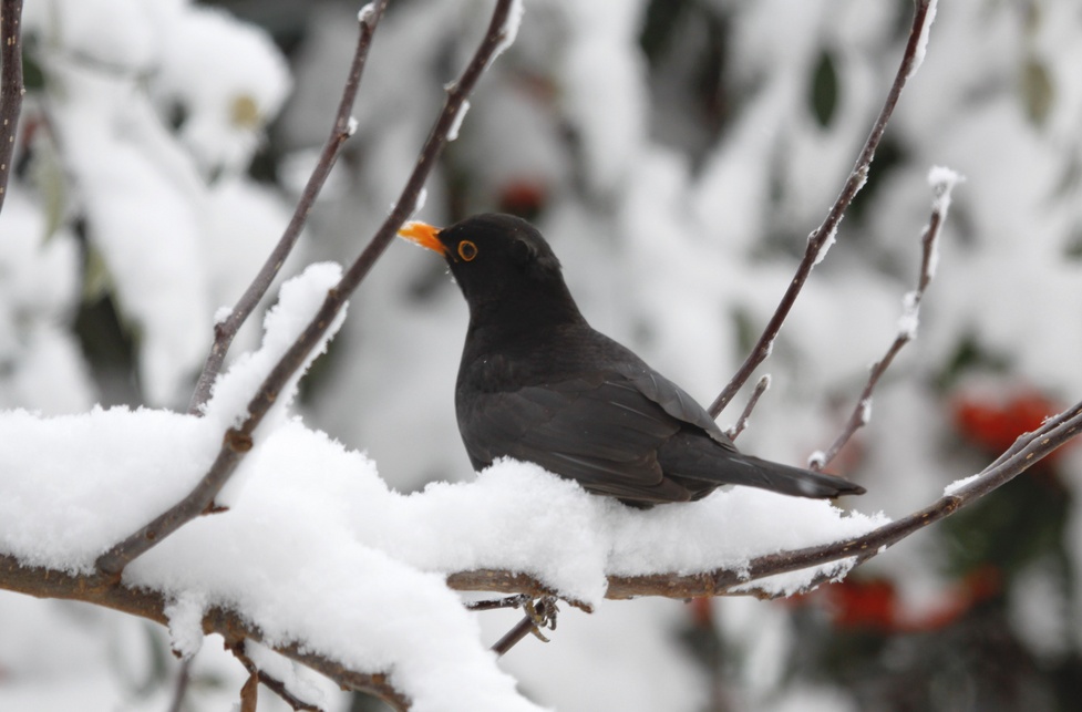 Giorni della Merla. Perchè si chiamano così?