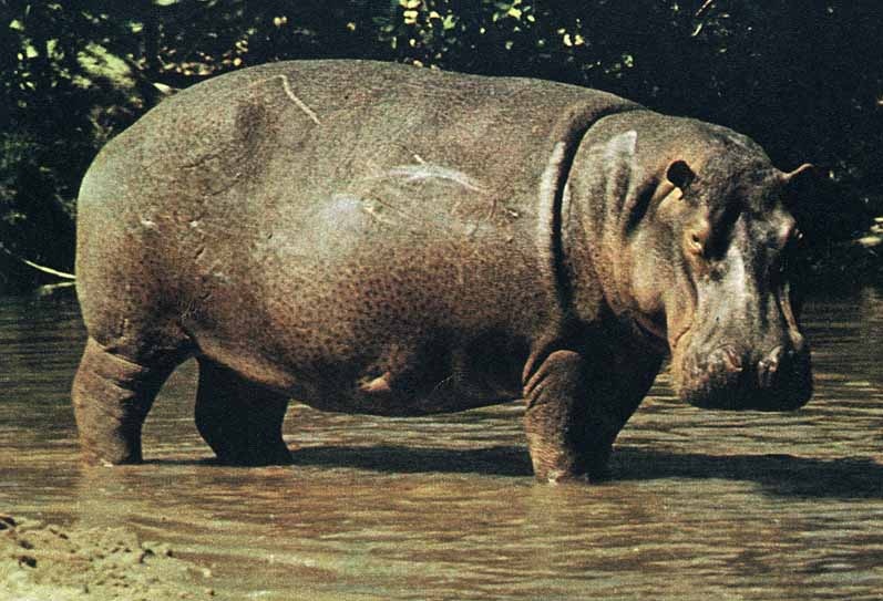 Addio al secondo ippopotamo più vecchio d’Europa