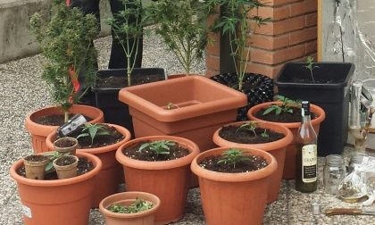 Bussolengo, coltivavano piante di cannabis: due 25enni in manette