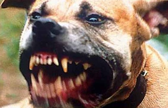 Derubata sotto la minaccia di un pitbull
