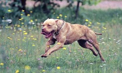 Pitbull uccide cagnolino, identificato il proprietario