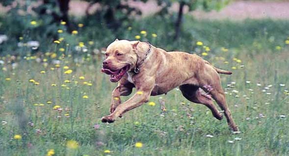 Pitbull uccide cagnolino, identificato il proprietario