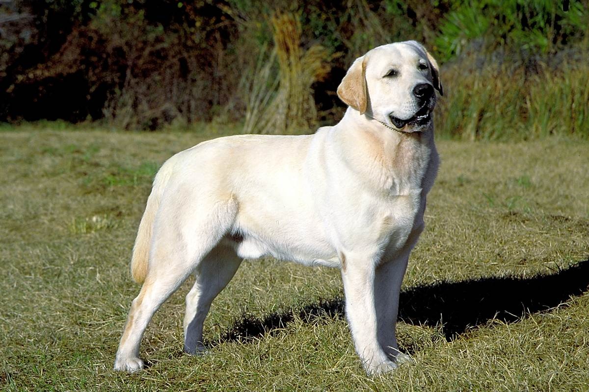 Walking help con Fido