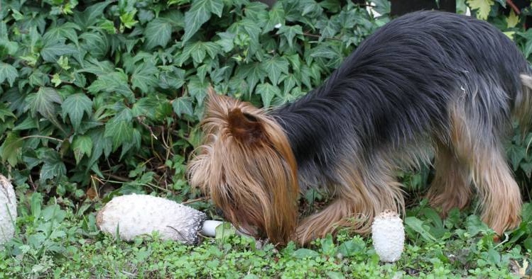 Esche sospette a Mozzecane, attenzione ai vostri animali