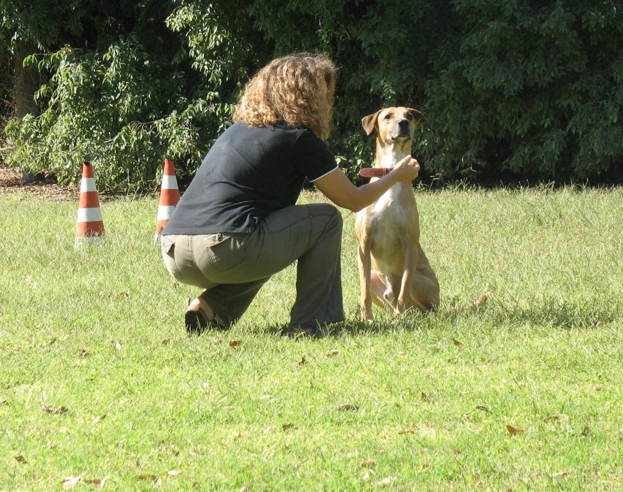 Patentino proprietari di cani inizia l’ottavo corso