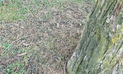 Possibili esche avvelenate a Villafranca. Attenzione ai vostri animali