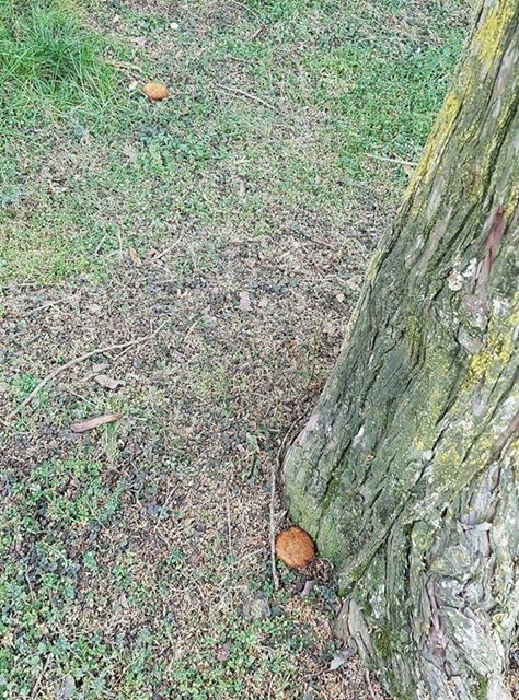 Possibili esche avvelenate a Villafranca. Attenzione ai vostri animali