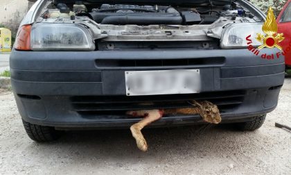 Salvata una lepre rimasta incastrata sotto un'auto. LE IMMAGINI