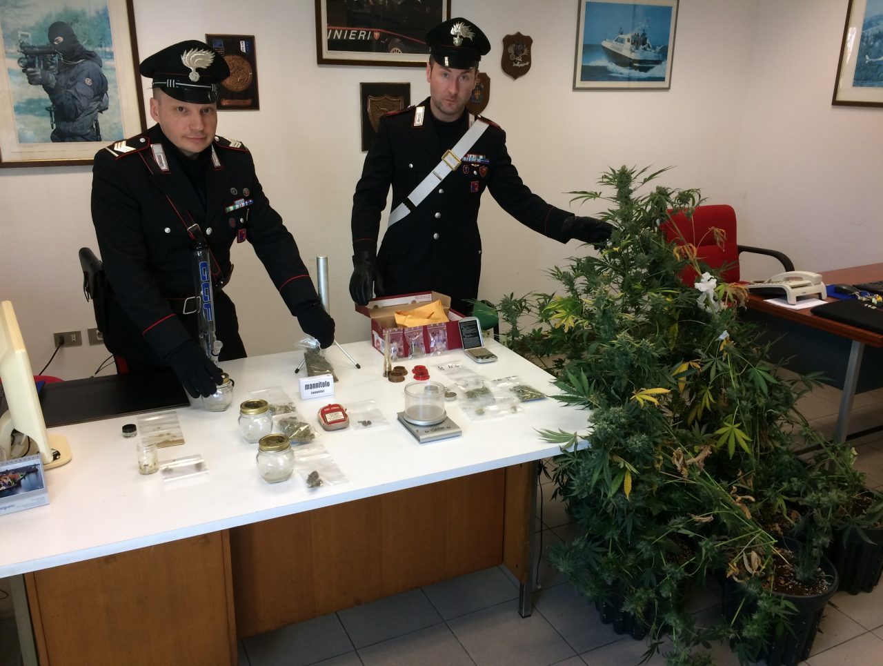 Scoperta coltivazione di marijuana a Valeggio